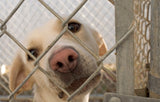 Celebra el Día del Perro sin Raza