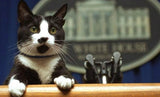 Día del gato: cuándo se celebra y por qué
